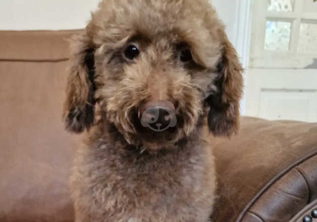 Older Cockapoo's for sale in Bedford, Bedfordshire - Image 4