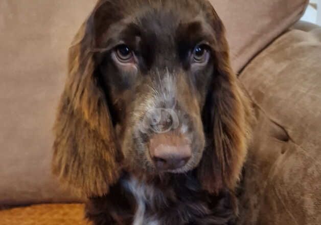 Older Cockapoo's for sale in Bedford, Bedfordshire - Image 5