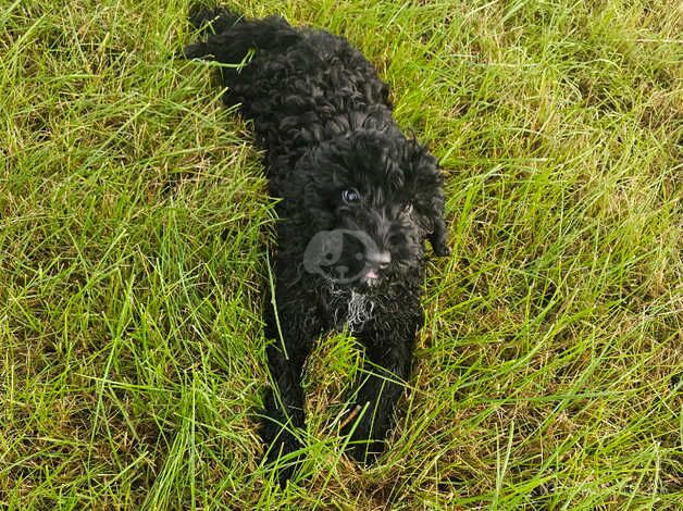 One black girl left 13 weeks old for sale in Crook, County Durham - Image 1