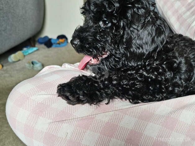 One black girl left 13 weeks old for sale in Crook, County Durham - Image 2