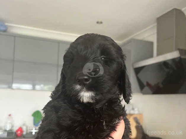 One Cockapoos girl for sale in Poole, North Yorkshire - Image 1