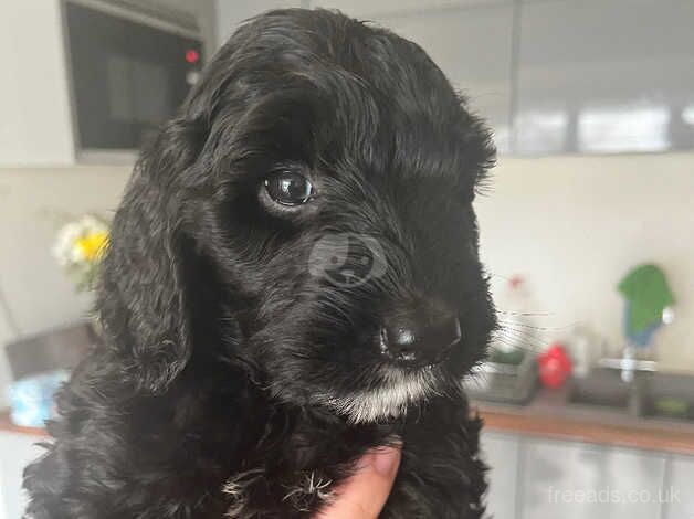 One Cockapoos girl for sale in Poole, North Yorkshire - Image 3