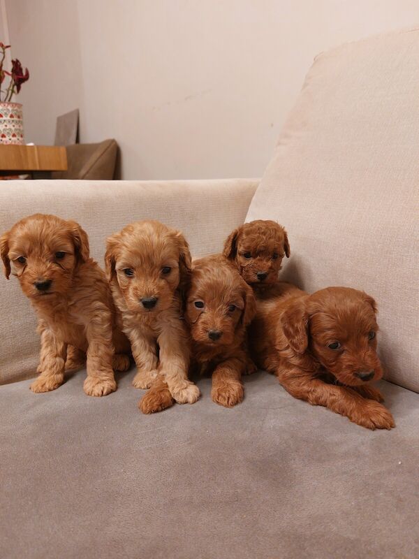 ONE LEFT Gorgeous Girl Cockapoo Puppy For Sale in Crawley, West Sussex