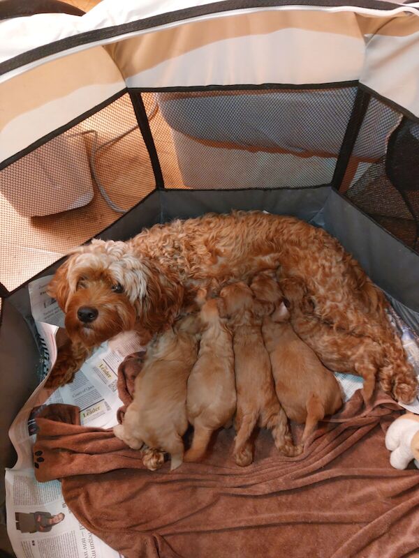 ONE LEFT Gorgeous Girl Cockapoo Puppy For Sale in Crawley, West Sussex - Image 2