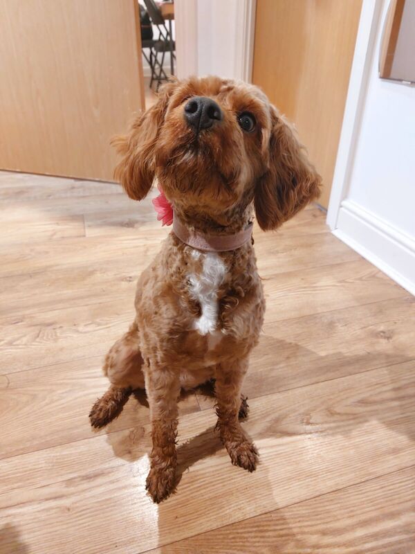 ONE LEFT Gorgeous Girl Cockapoo Puppy For Sale in Crawley, West Sussex - Image 3