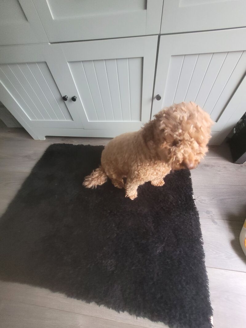 One male and one female cockerpoo for sale in Newcastle upon Tyne, Tyne and Wear - Image 2