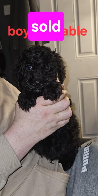 Only 1 boy left ready to leave now 5 miniture cockapoos for sale in Birstall, West Yorkshire - Image 3