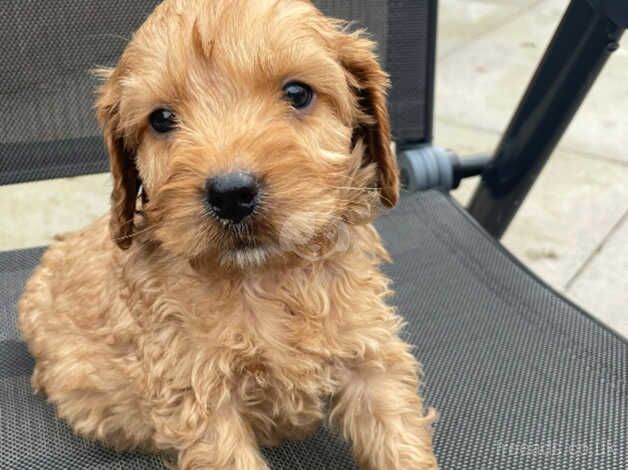 Only 2 girls, 2 boys left! Stunning cockapoos for sale in Insch, Aberdeenshire