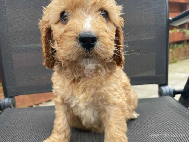 Only 2 girls, 2 boys left! Stunning cockapoos for sale in Insch, Aberdeenshire - Image 3