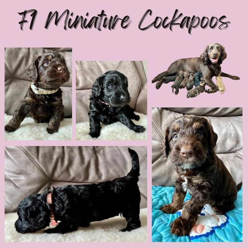 Only 4 Remaining. Quality F1 Cockapoo Puppies - Fully DNA Health Tested Parents for sale in Castleford, West Yorkshire