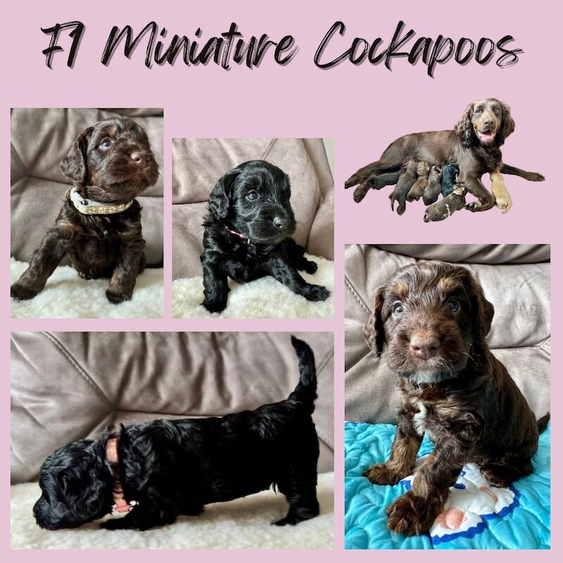 Only 4 Remaining. Quality F1 Cockapoo Puppies - Fully DNA Health Tested Parents for sale in Castleford, West Yorkshire - Image 1