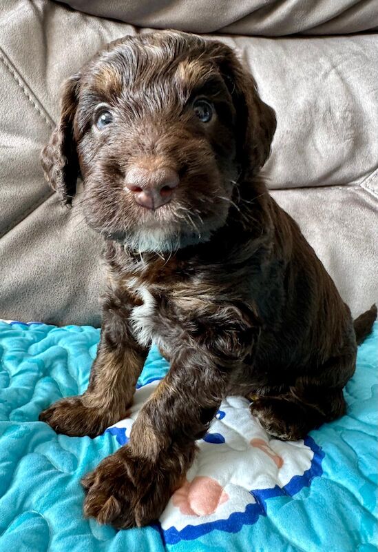 Only 4 Remaining. Quality F1 Cockapoo Puppies - Fully DNA Health Tested Parents for sale in Castleford, West Yorkshire - Image 2