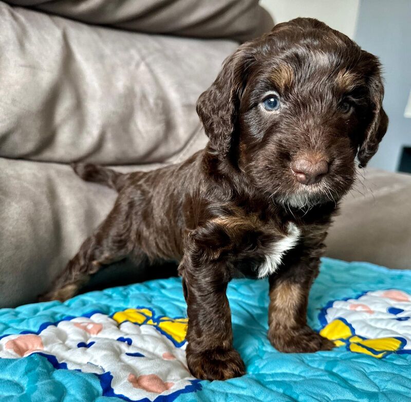 Only 4 Remaining. Quality F1 Cockapoo Puppies - Fully DNA Health Tested Parents for sale in Castleford, West Yorkshire - Image 3