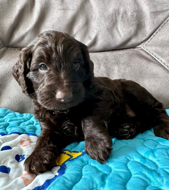 Cockapoo Puppies for sale