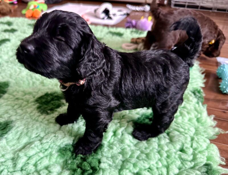 Only 4 Remaining. Quality F1 Cockapoo Puppies - Fully DNA Health Tested Parents for sale in Castleford, West Yorkshire - Image 5