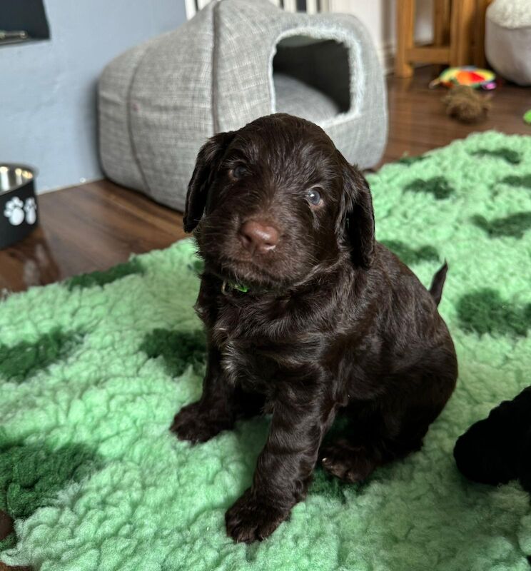 Only 4 Remaining. Quality F1 Cockapoo Puppies - Fully DNA Health Tested Parents for sale in Castleford, West Yorkshire - Image 6