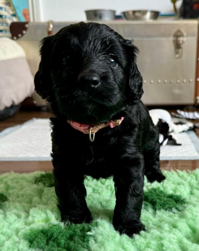 Only 4 Remaining. Quality F1 Cockapoo Puppies - Fully DNA Health Tested Parents for sale in Castleford, West Yorkshire - Image 7