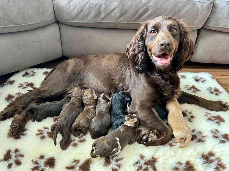 Only 4 Remaining. Quality F1 Cockapoo Puppies - Fully DNA Health Tested Parents for sale in Castleford, West Yorkshire - Image 10