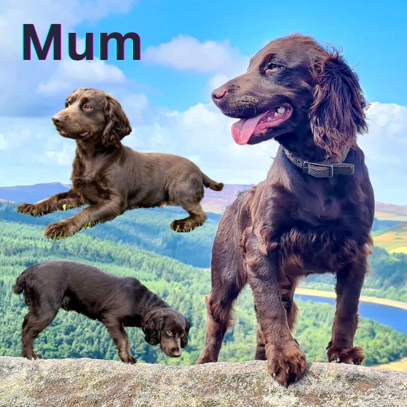 Only 4 Remaining. Quality F1 Cockapoo Puppies - Fully DNA Health Tested Parents for sale in Castleford, West Yorkshire - Image 11