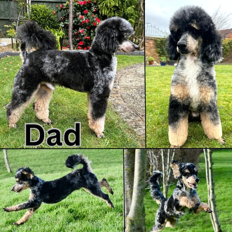 Only 4 Remaining. Quality F1 Cockapoo Puppies - Fully DNA Health Tested Parents for sale in Castleford, West Yorkshire - Image 12