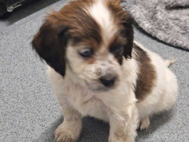 Our beautiful loving cockapoo boy puppy 9+ weeks old for sale in Battersea, Wandsworth, Greater London - Image 1