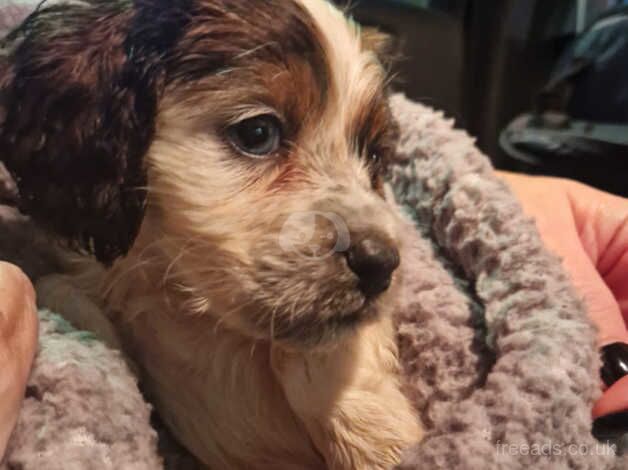 Our beautiful loving cockapoo boy puppy 9+ weeks old for sale in Battersea, Wandsworth, Greater London - Image 2