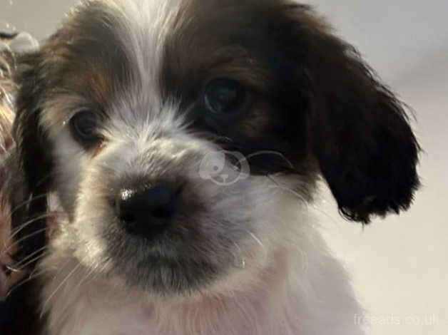 Our beautiful loving cockapoo boy puppy 9+ weeks old for sale in Battersea, Wandsworth, Greater London - Image 3