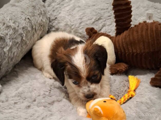 Our beautiful loving cockapoo boy puppy 9+ weeks old for sale in Battersea, Wandsworth, Greater London - Image 4