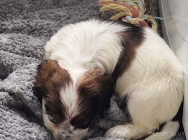 Our beautiful loving cockapoo boy puppy 9+ weeks old for sale in Battersea, Wandsworth, Greater London - Image 5