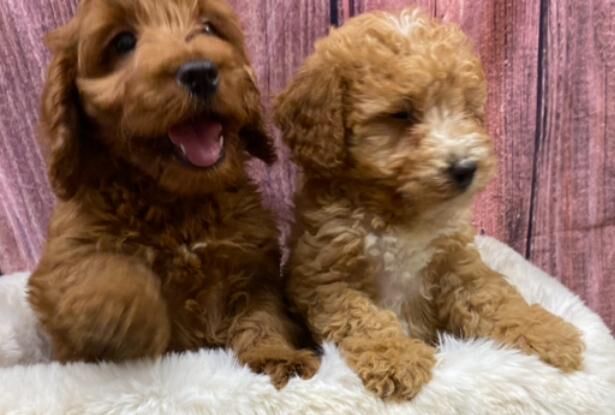 Outstanding cockapoo pups for sale in Nelson, Lancashire - Image 1