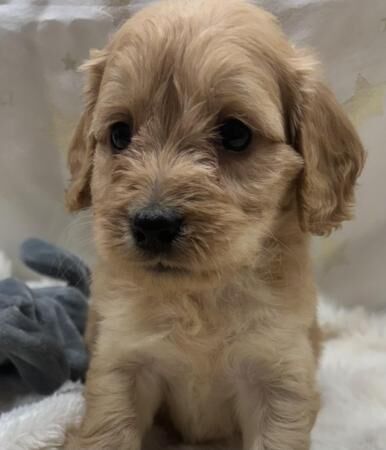 Outstanding cockapoo pups for sale in Nelson, Lancashire - Image 2