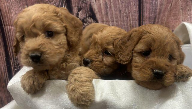 Outstanding cockapoo pups for sale in Nelson, Lancashire - Image 3