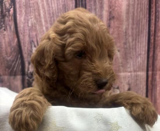 Outstanding cockapoo pups for sale in Nelson, Lancashire - Image 4