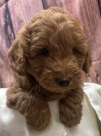 Outstanding cockapoo pups for sale in Nelson, Lancashire - Image 5