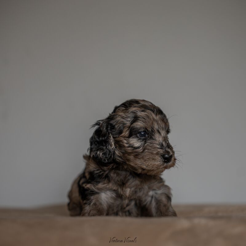 Outstanding Cockerpoo puppy's available for sale in Stevenage, Hertfordshire - Image 4