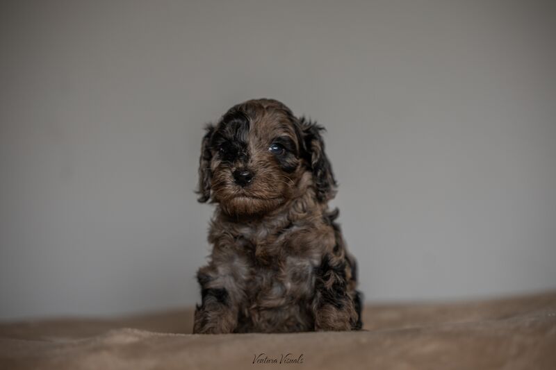 Outstanding Cockerpoo puppy's available for sale in Stevenage, Hertfordshire - Image 5