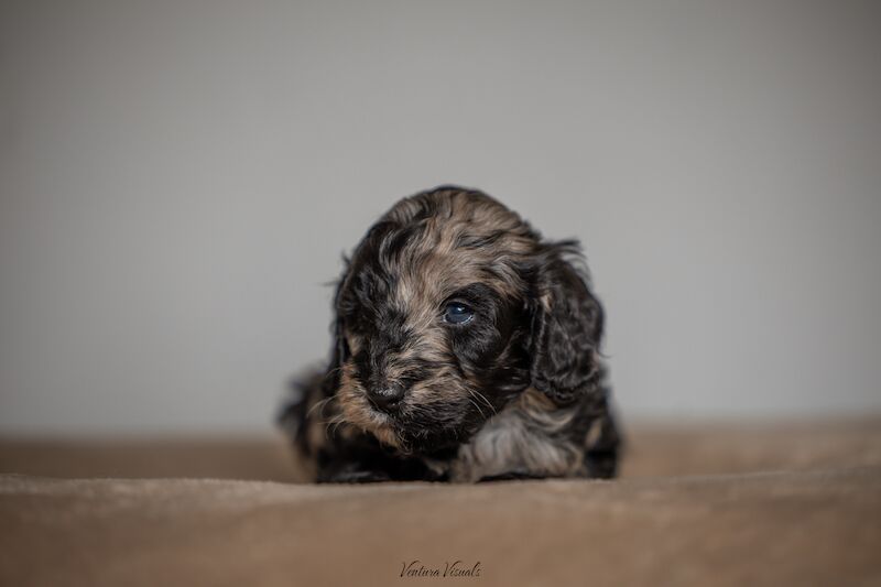 Outstanding Cockerpoo puppy's available for sale in Stevenage, Hertfordshire - Image 6