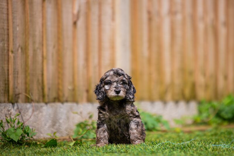 Cockapoo Puppies for sale in Hertfordshire