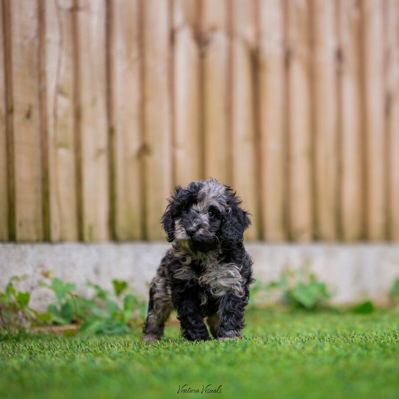 Outstanding Cockerpoo puppy's available for sale in Stevenage, Hertfordshire - Image 7