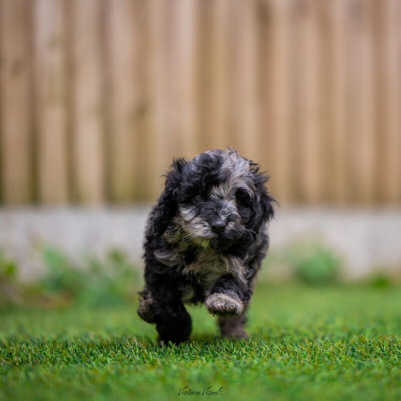 Outstanding Cockerpoo puppy's available for sale in Stevenage, Hertfordshire - Image 8