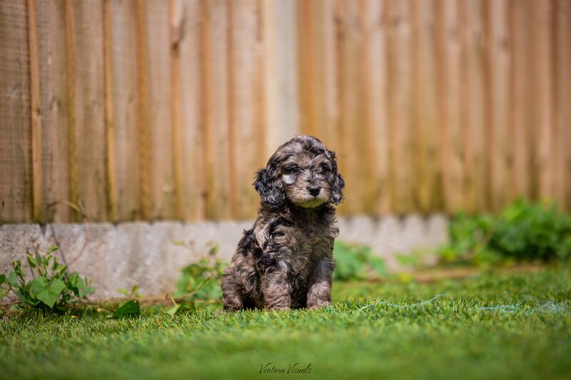 Outstanding Cockerpoo puppy's available for sale in Stevenage, Hertfordshire - Image 9