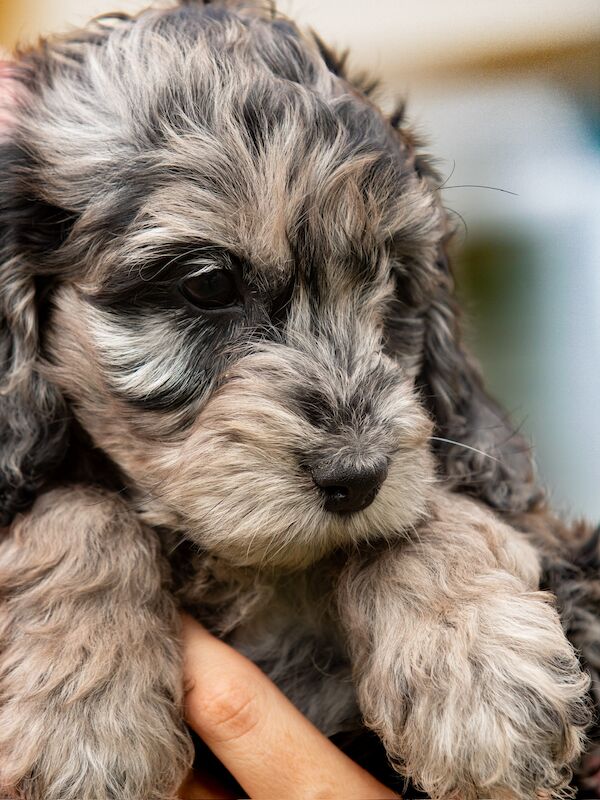 Outstanding Cockerpoo puppy's available for sale in Stevenage, Hertfordshire - Image 2