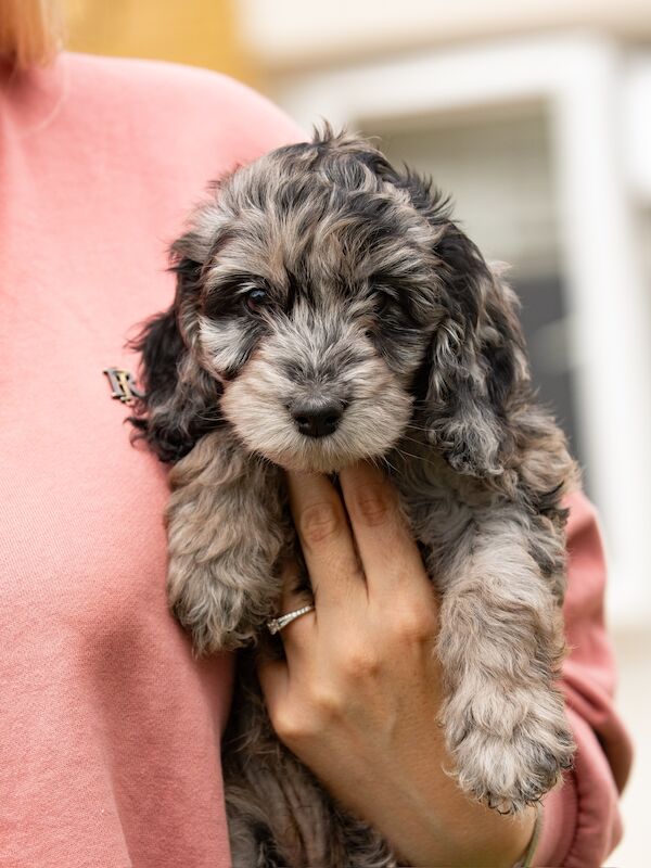 Outstanding Cockerpoo puppy's available for sale in Stevenage, Hertfordshire - Image 10