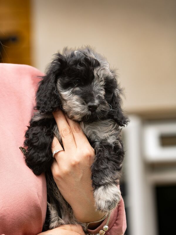 Outstanding Cockerpoo puppy's available for sale in Stevenage, Hertfordshire