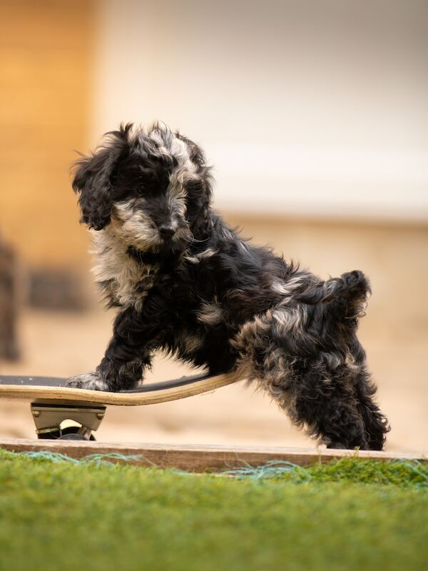 Outstanding Cockerpoo puppy's available for sale in Stevenage, Hertfordshire - Image 11