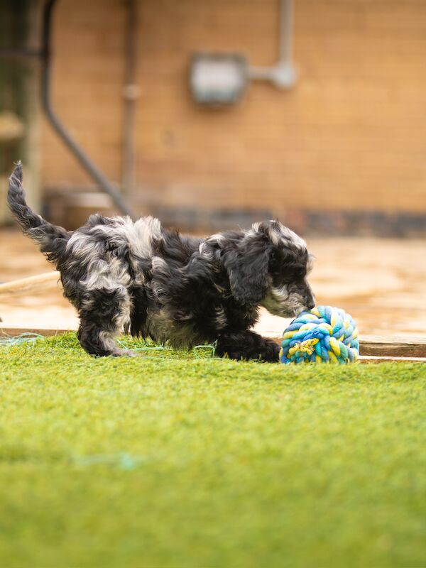 Outstanding Cockerpoo puppy's available for sale in Stevenage, Hertfordshire - Image 12