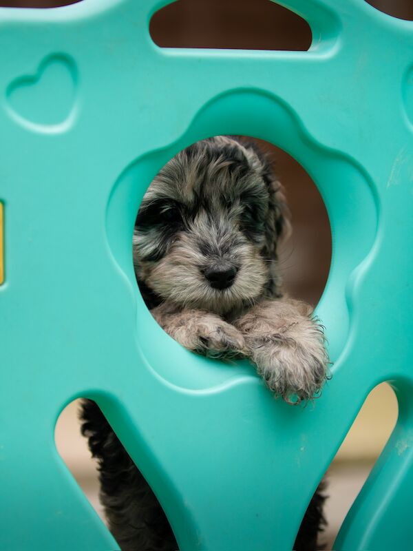 Outstanding Cockerpoo puppy's available for sale in Stevenage, Hertfordshire - Image 13