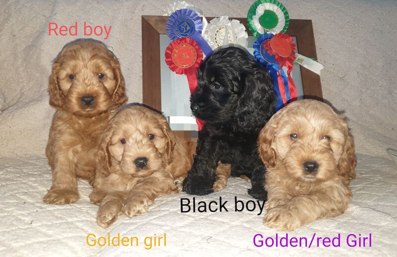 Kennel Club Registered Cockapoo Puppies For Sale