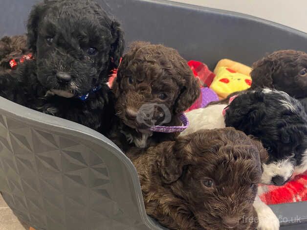 Parti Cockapoo puppies for sale in Montrose, Angus