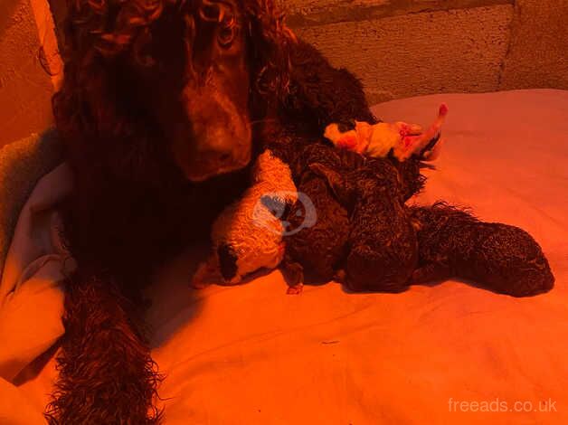 Parti Cockapoo puppies for sale in Montrose, Angus - Image 2